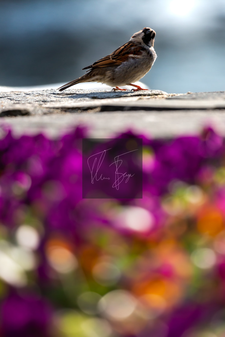 "Bird in the city" stock image