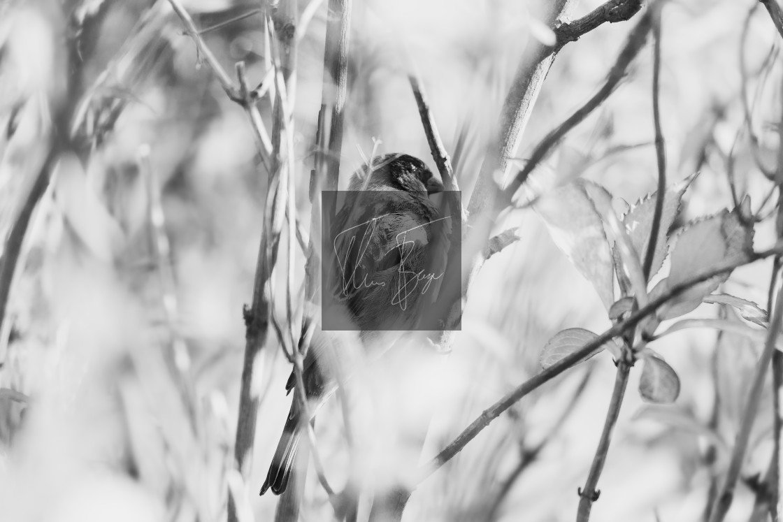 "Bird in the bushes" stock image