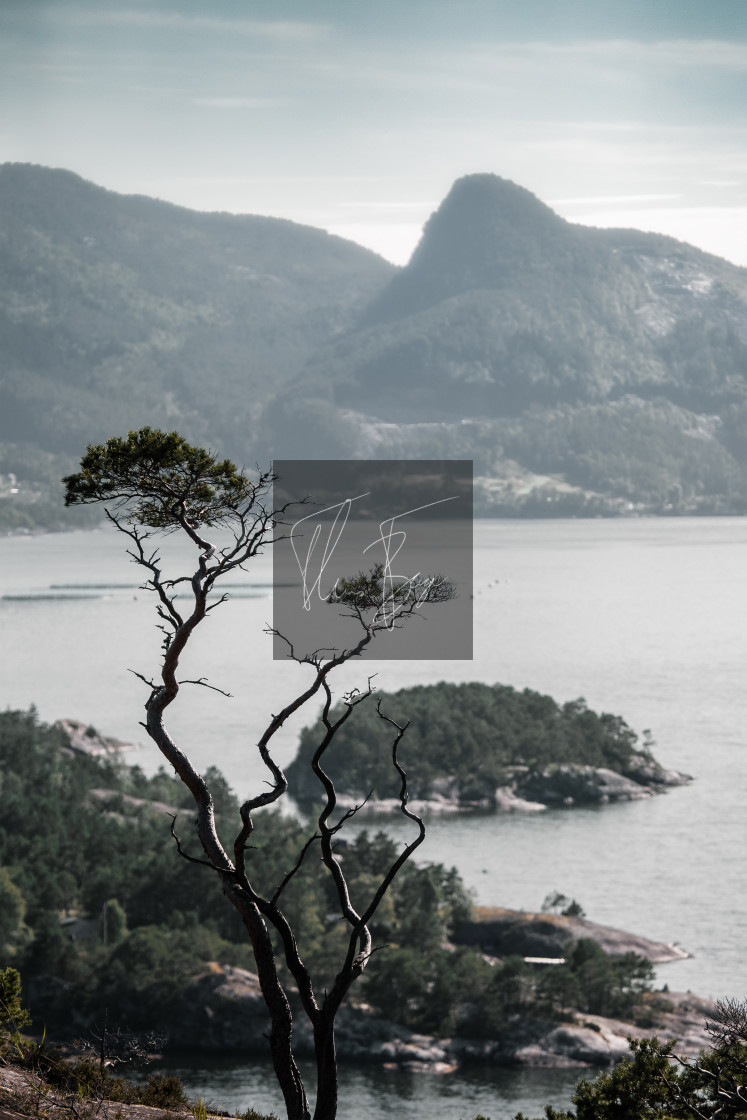 "Tree with fjordview" stock image