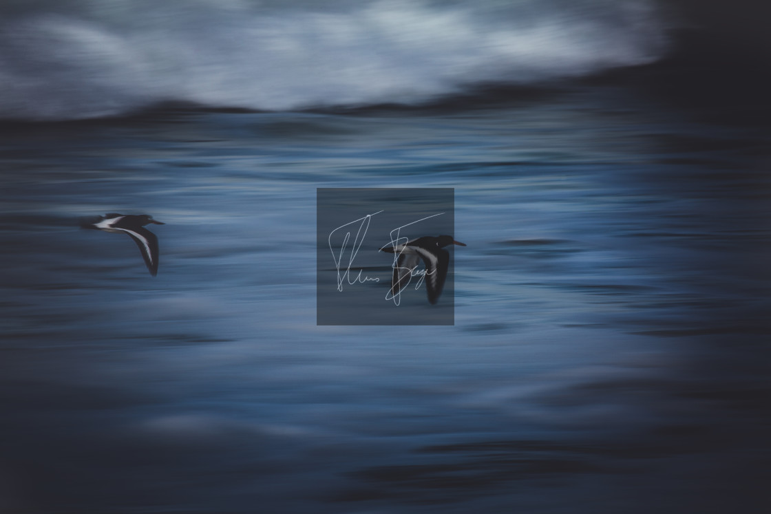 "Oystercatchers in motion" stock image