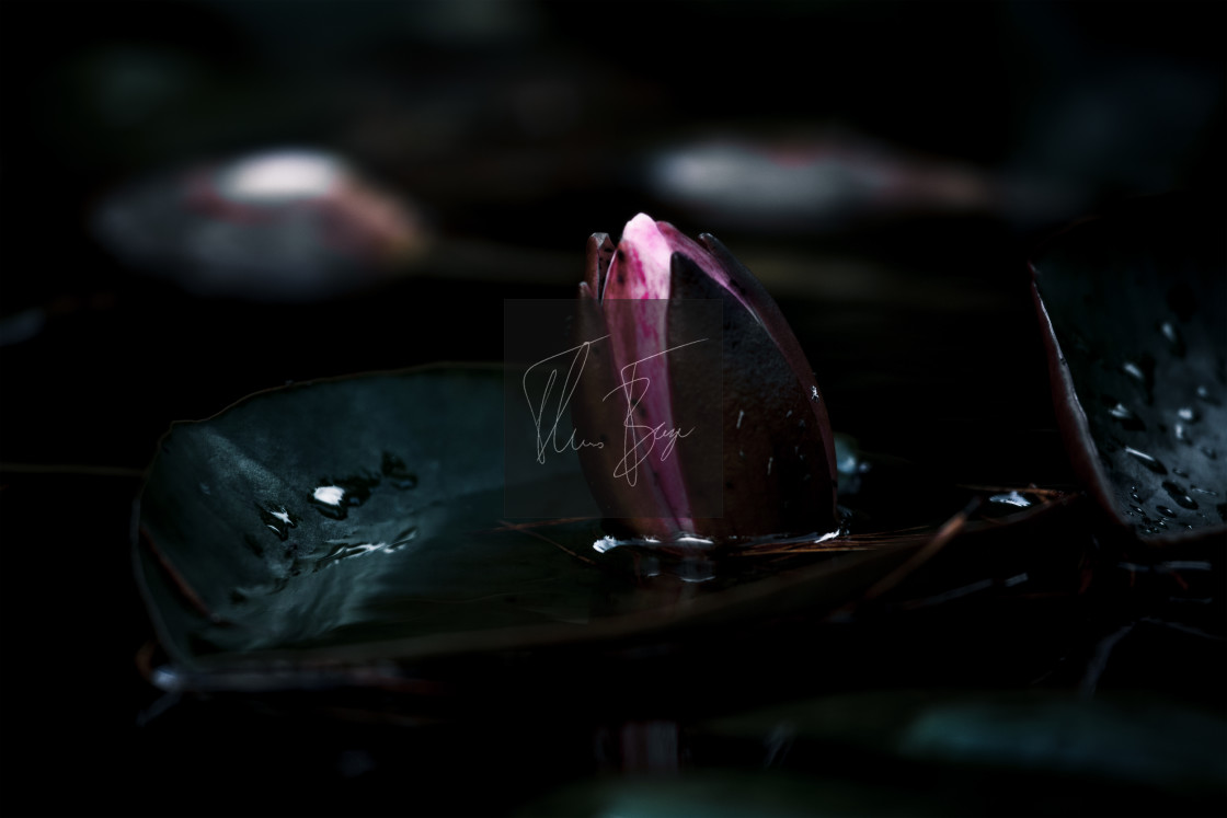 "Water lily" stock image