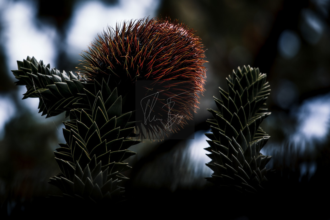 "Monkey tree pinecone" stock image