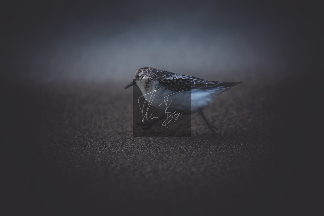 "Bird strolling on the beach" stock image