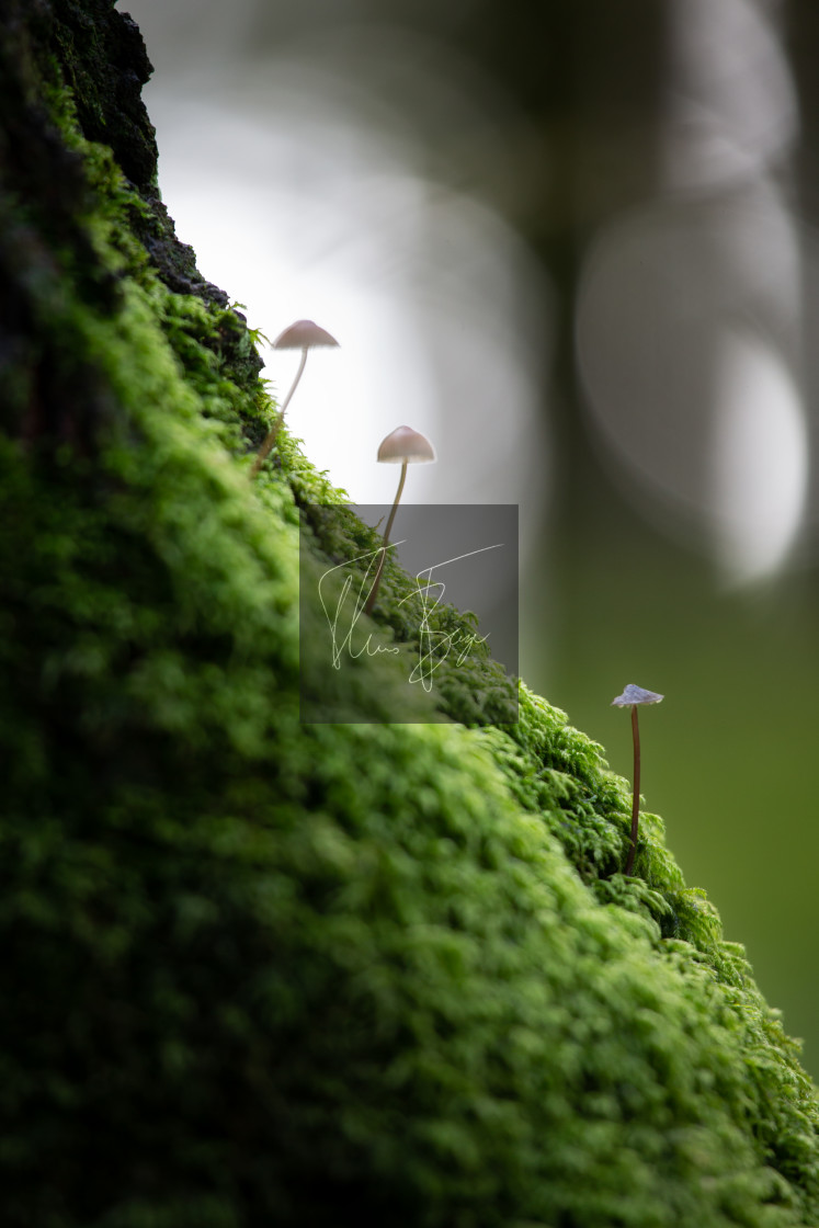 "Three mushrooms on a tree" stock image