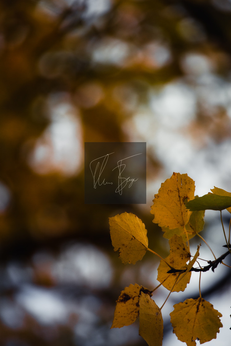 "Yellow leaves" stock image