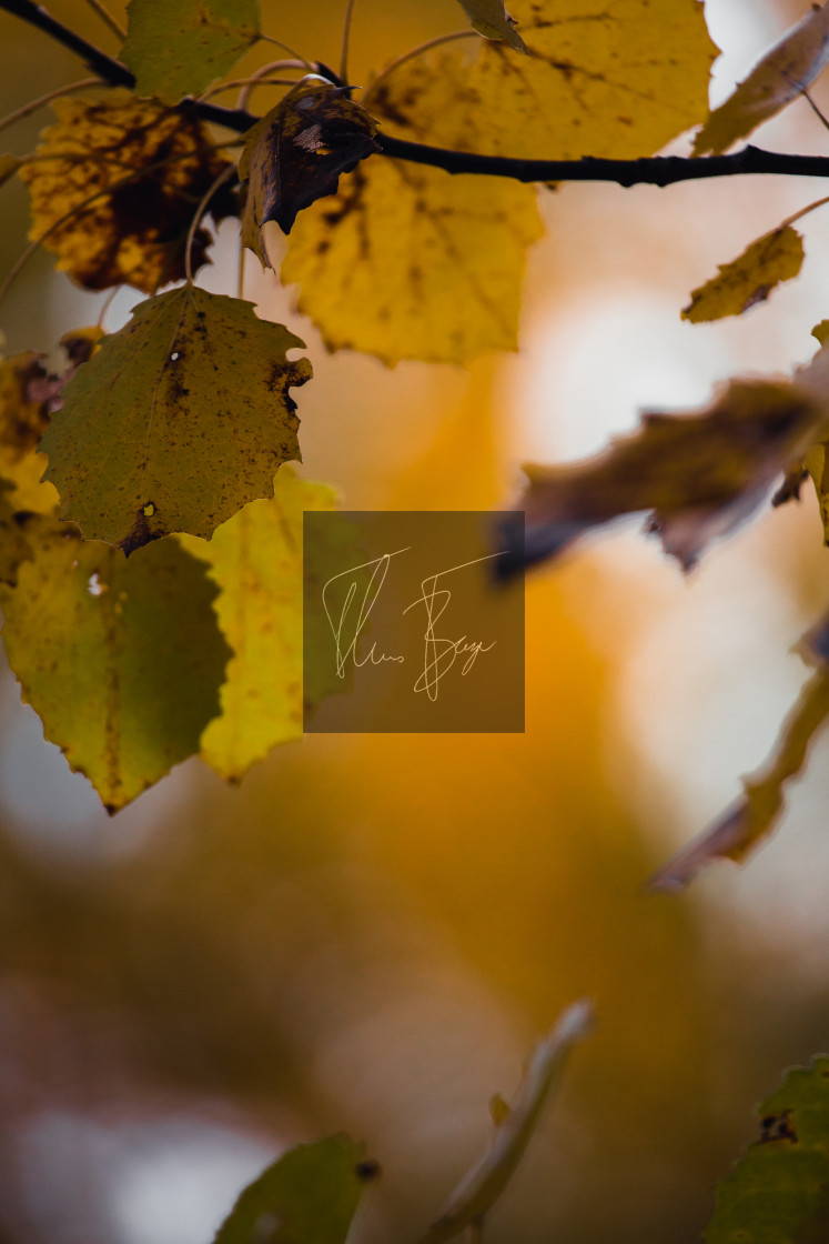 "Autumn yellow" stock image