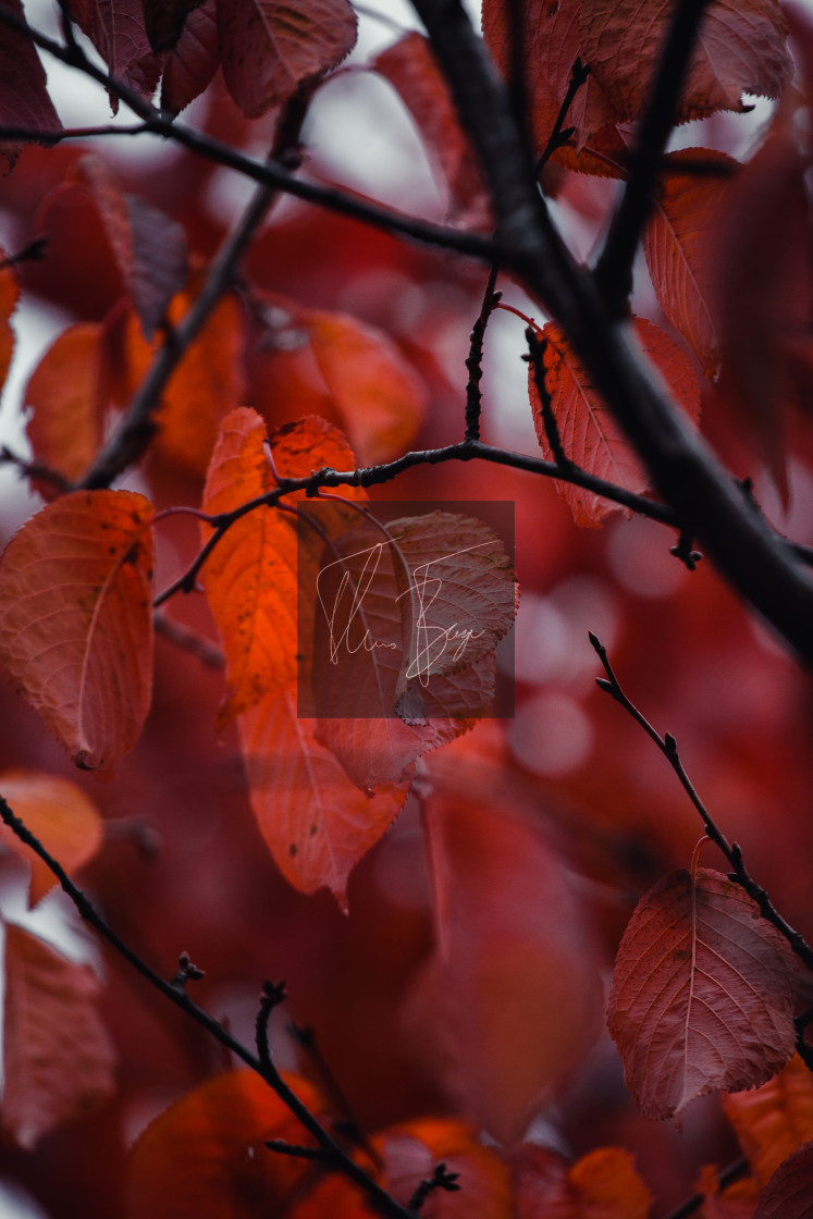 "Red forest" stock image