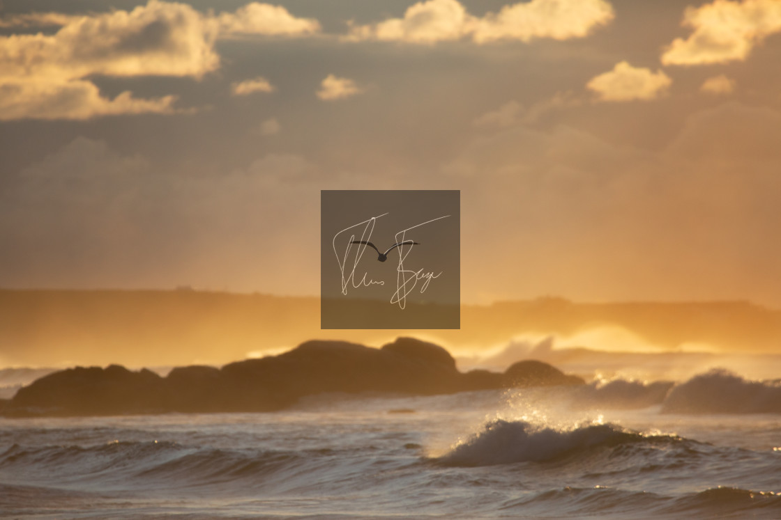 "Seagull silhouette" stock image