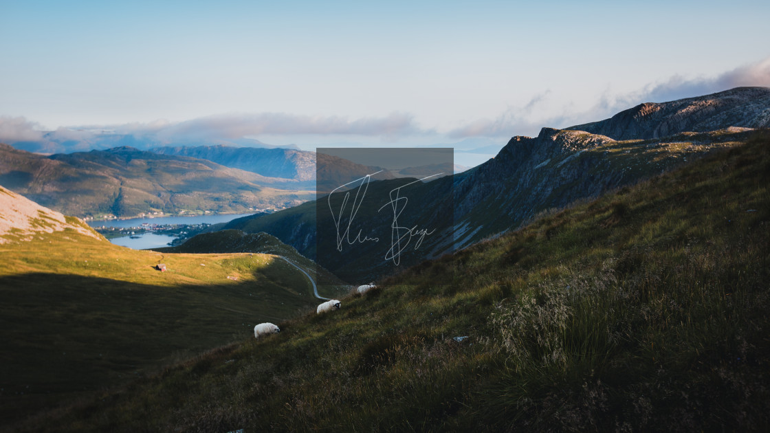 "Sheep grassing in a mountain during the summer in Bremanger, Norway." stock image