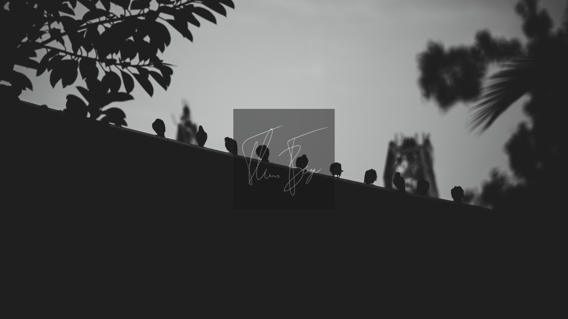 "Morning meeting - pigeons meeting up in the early hours in Cadiz." stock image