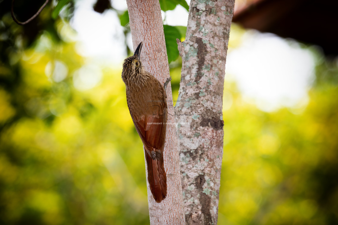 "Planalto Woodcreeper" by Paul Schlarman - $12.33 "Planalto Woodcreeper" stock image