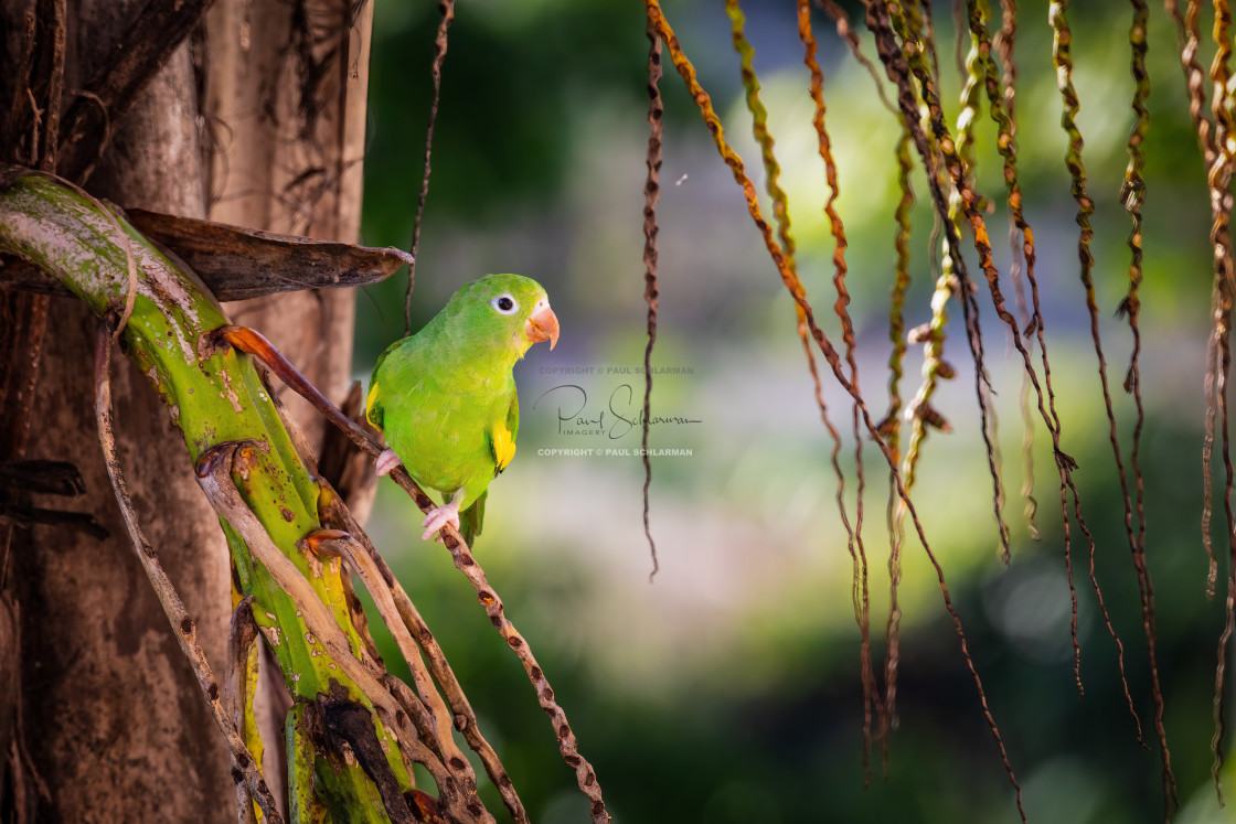 "Yellow-chevroned Parakeet (Brotogeris chiriri)" by Paul Schlarman - $12.33 "Yellow-chevroned Parakeet (Brotogeris chiriri)" stock image