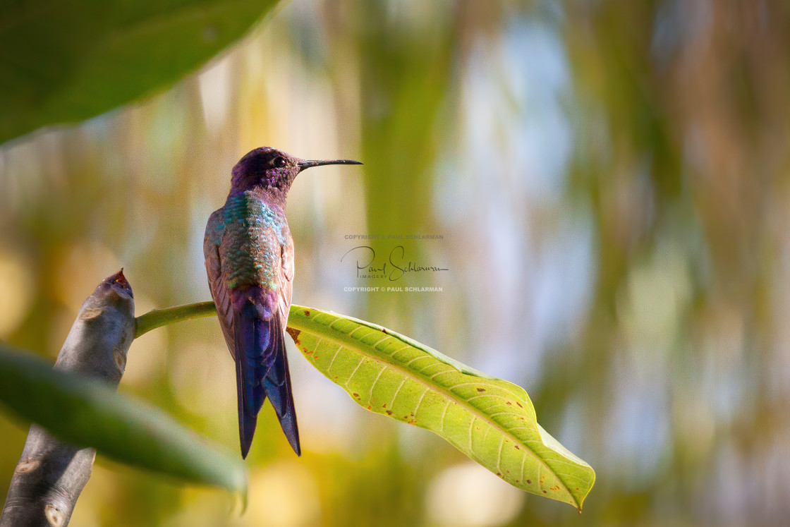 "Swallow-tailed Hummingbird (Eupetomena macroura)" by Paul Schlarman - $12.33 "Swallow-tailed Hummingbird (Eupetomena macroura)" stock image