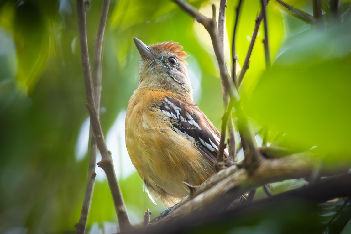 "Planalto Slaty-Antshrike" by Paul Schlarman - $12.33 "Planalto Slaty-Antshrike" stock image