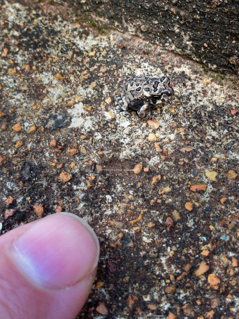 "Unidentified Tiny Toad (Toadlet)" by Paul Schlarman - $12.33 "Unidentified Tiny Toad (Toadlet)" stock image