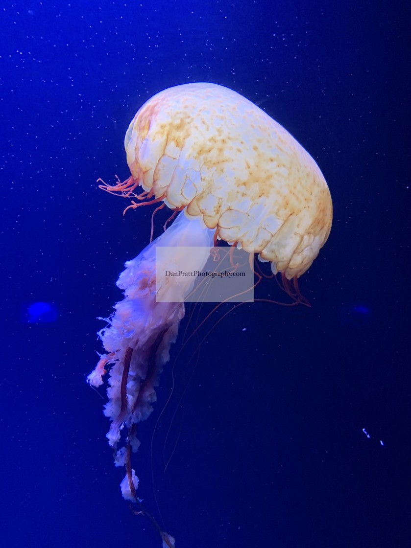 "A Pacific Sea Nettle Jellyfish" stock image