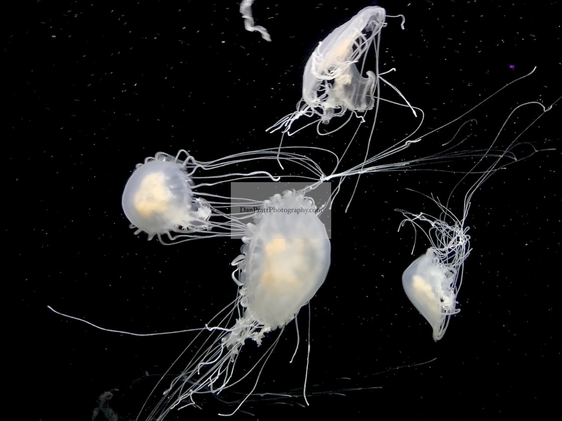 "Jellyfish in the deep dark ocean" stock image