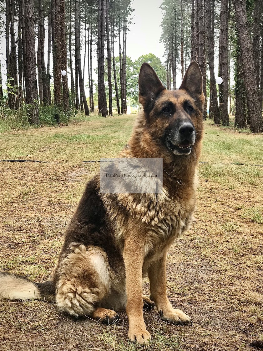 "A German Shepherd in the forest" stock image