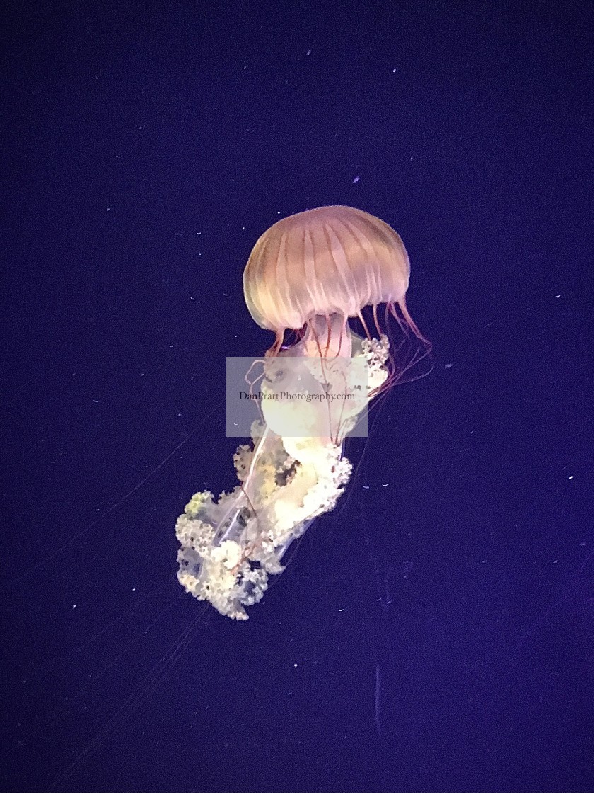 "A jellyfish swimming" stock image