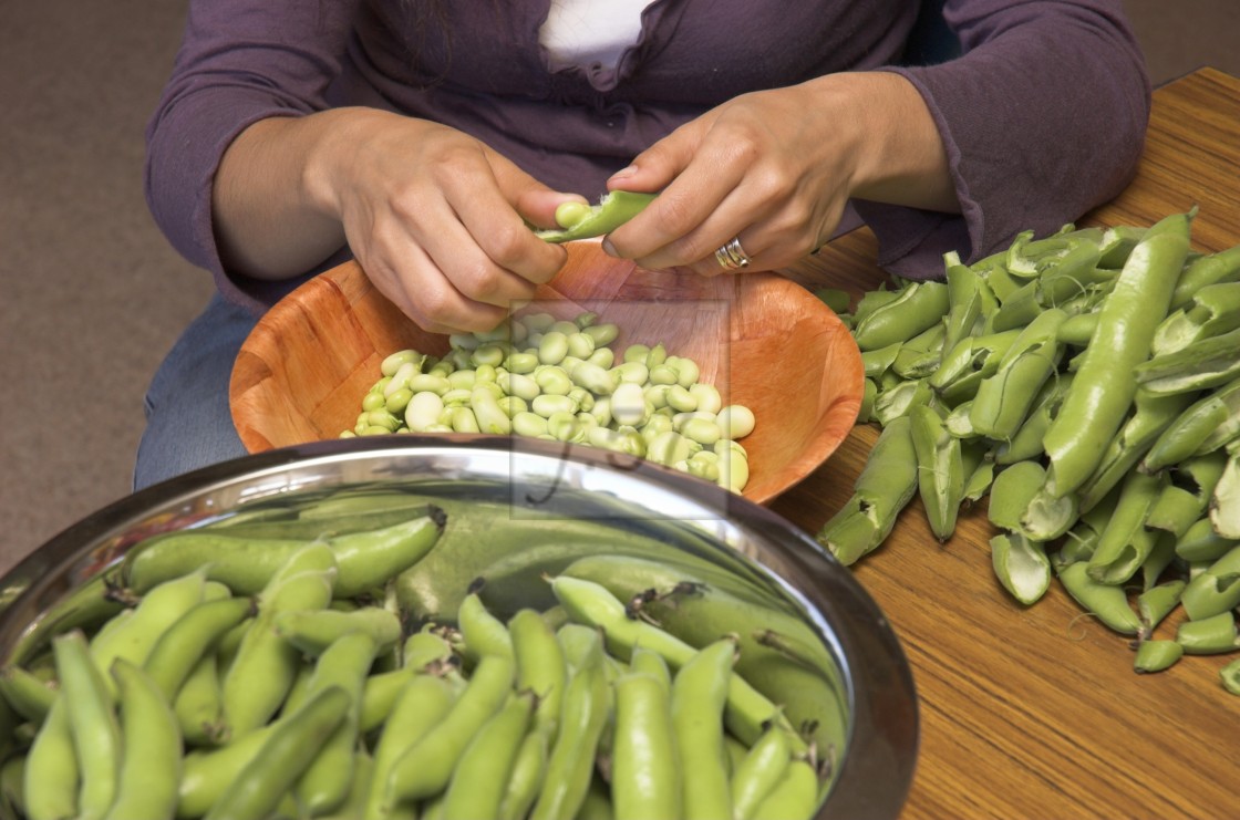 "A young woman preparing a harvest of broad beans by shelling them from the pods." stock image