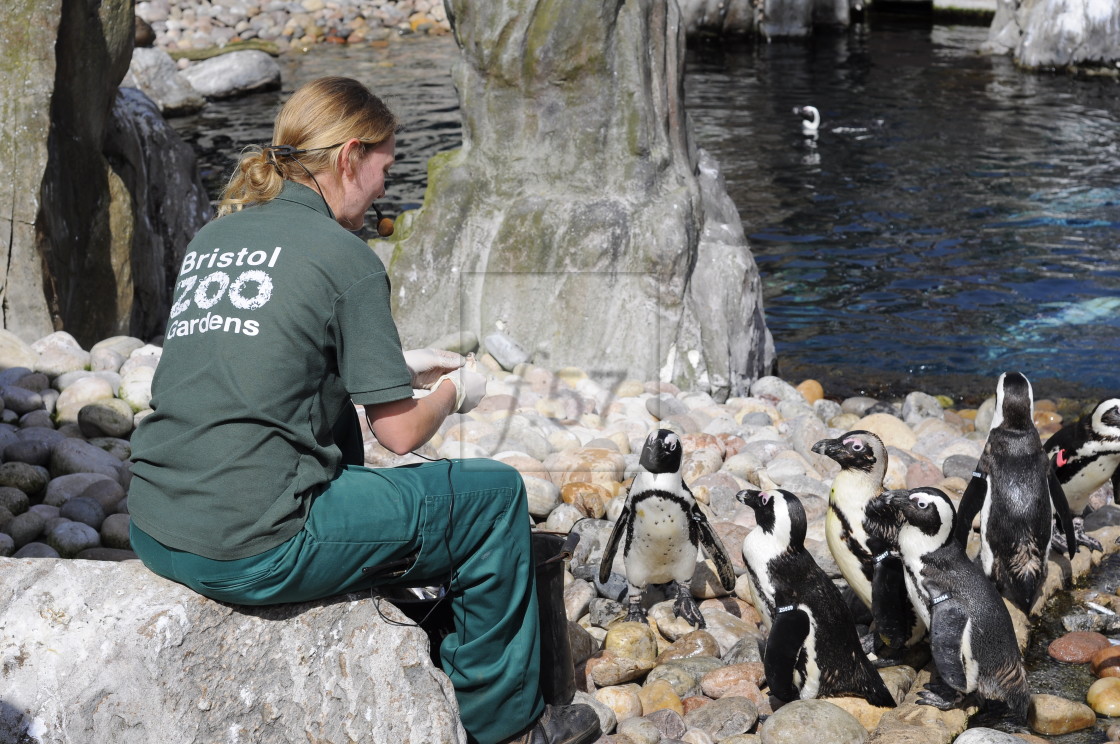 "Zoo keeper at Bristol feeds the penguins whilst giving a presentation." by HD57 lifestyle stock photography - $29.82 "Zoo keeper at Bristol feeds the penguins whilst giving a presentation." stock image