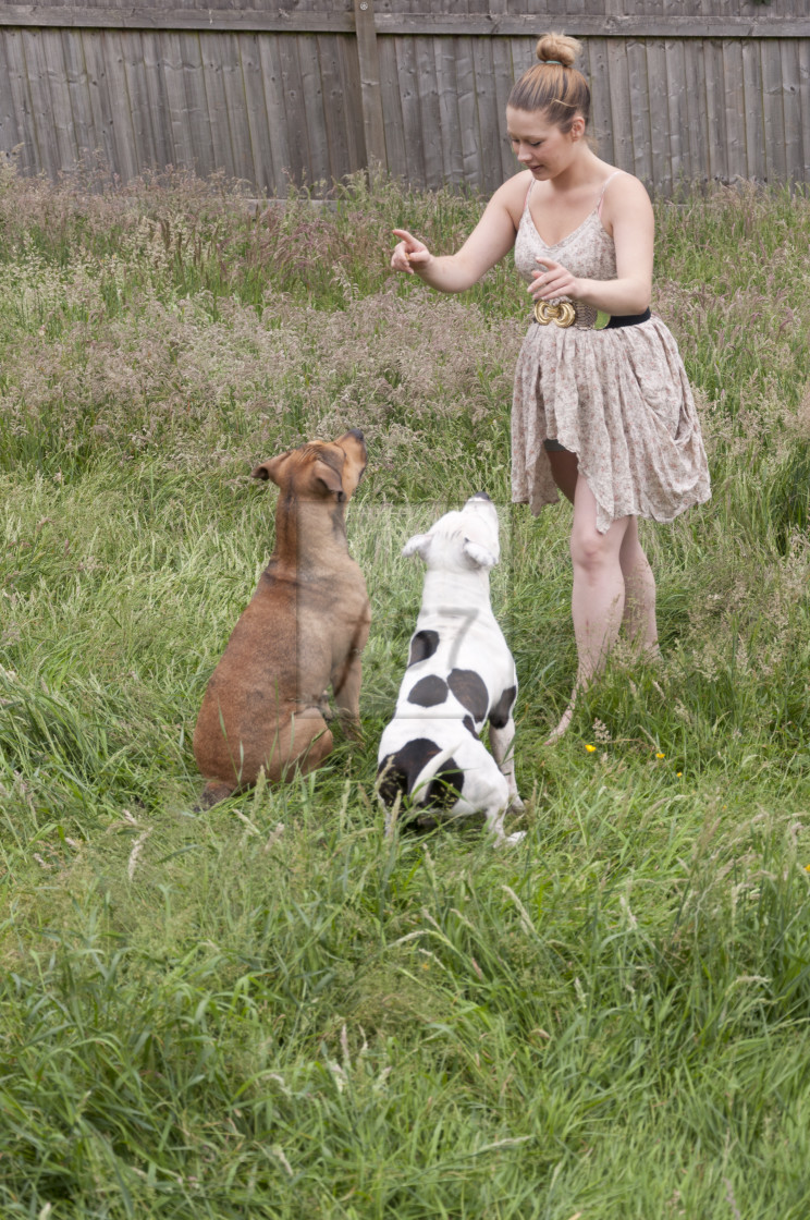 "Young woman playing with pet dogs" stock image