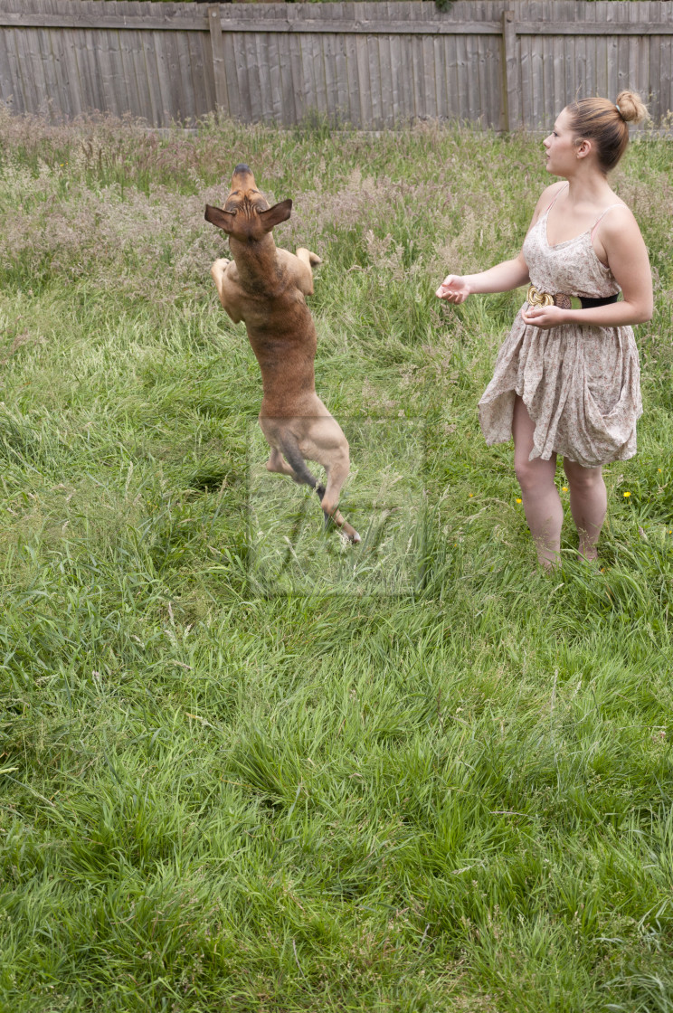 "Young woman playing with pet dog" stock image