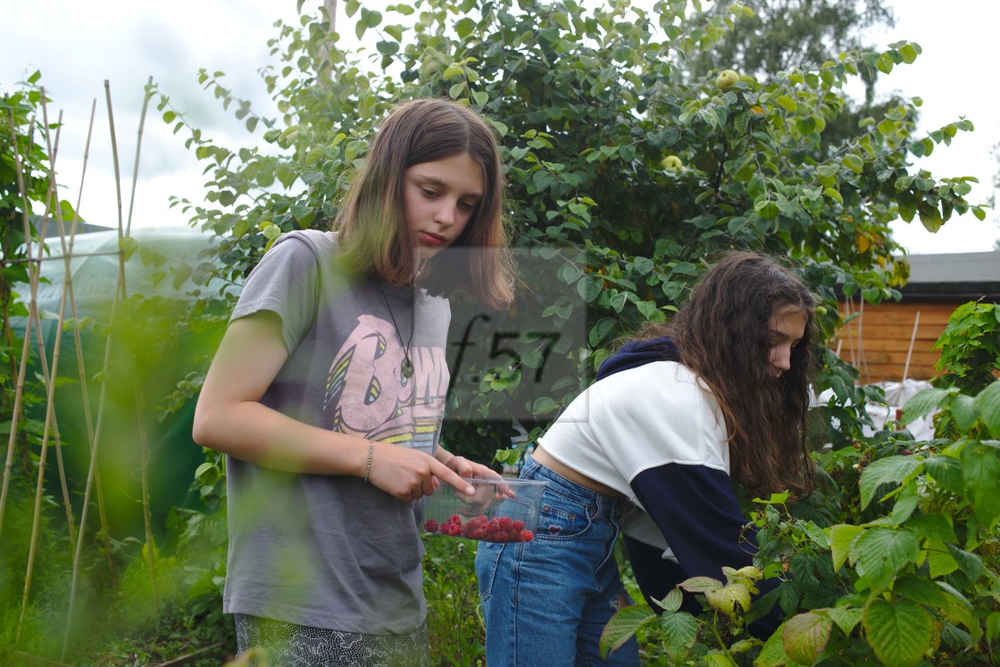 "Sisters picking raspberries" stock image