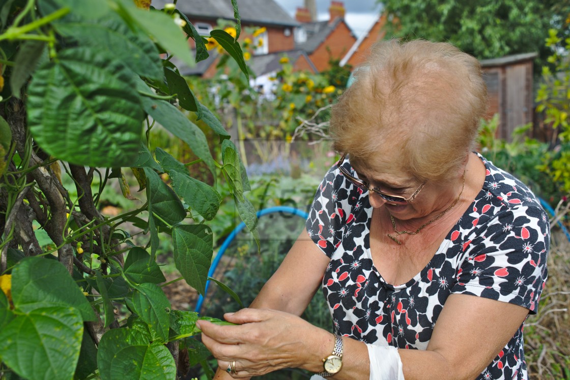 "Older woman at her allotment picking french beans" stock image