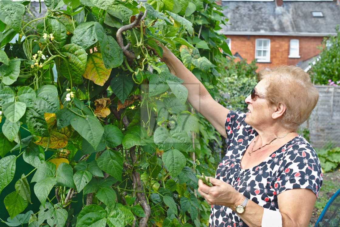 "Older woman at her allotment picking french beans" stock image