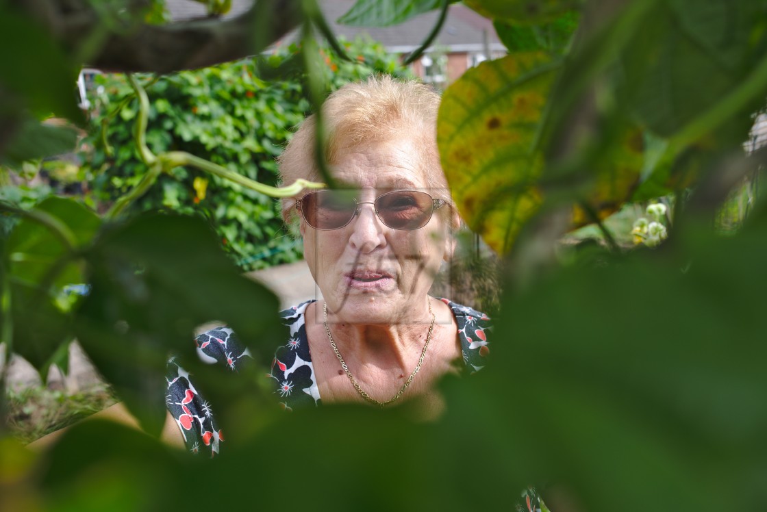 "Portrait of senior woman at her allotment picking french beans" stock image