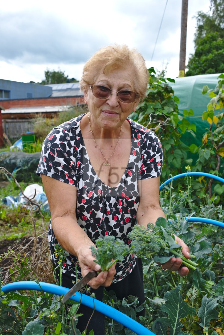 "A happy healthy retired woman growing food at her allotment" stock image