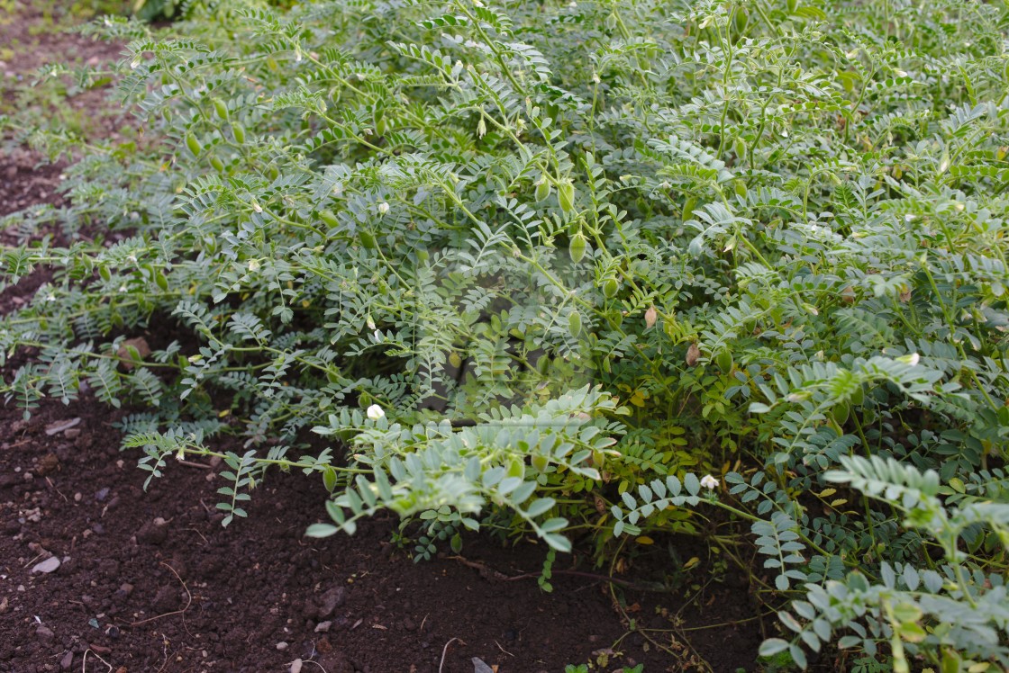 "Chickpea plant" stock image