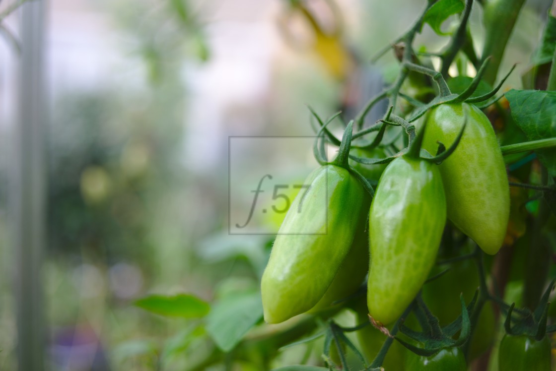 "San Marzano tomato plant" stock image