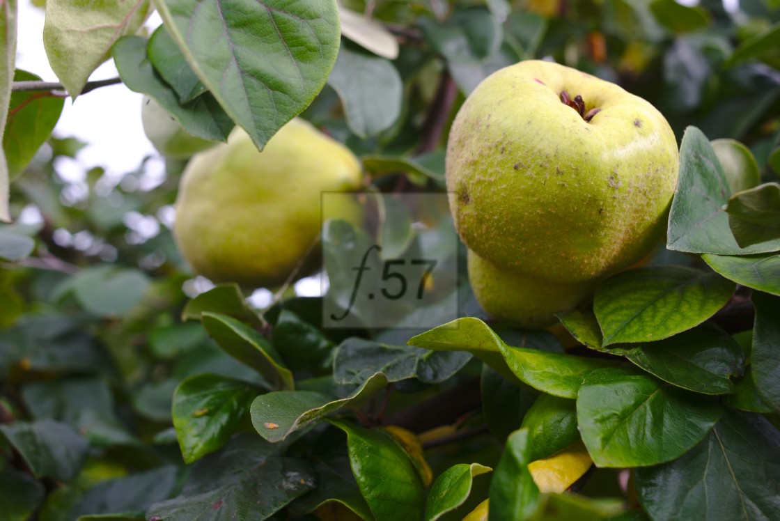 "Quince fruit on tree" stock image