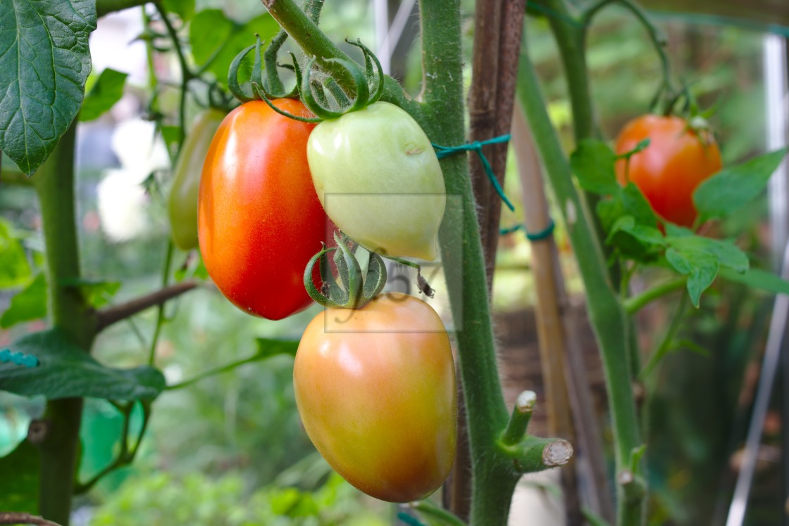 "Super Mama tomatoes ripening on the vine" stock image