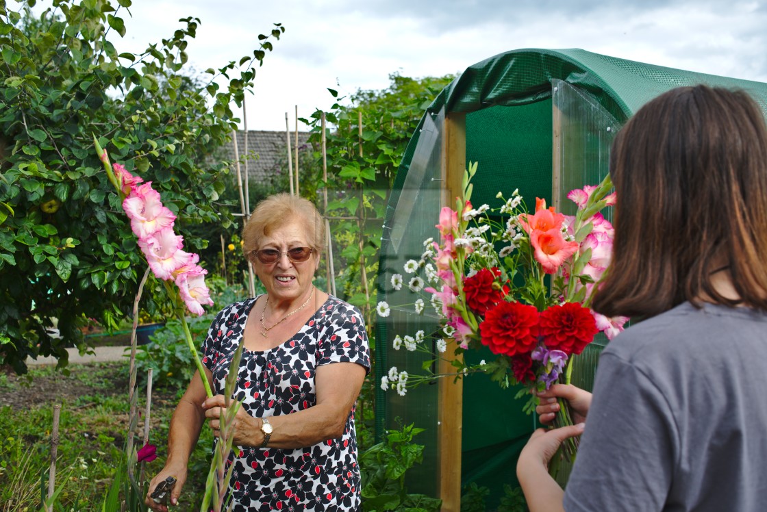 "Older woman at allotment with her granddaughter" stock image