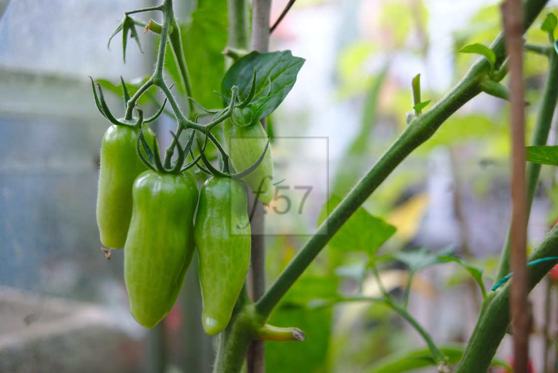 "San Marzano tomato plant" stock image