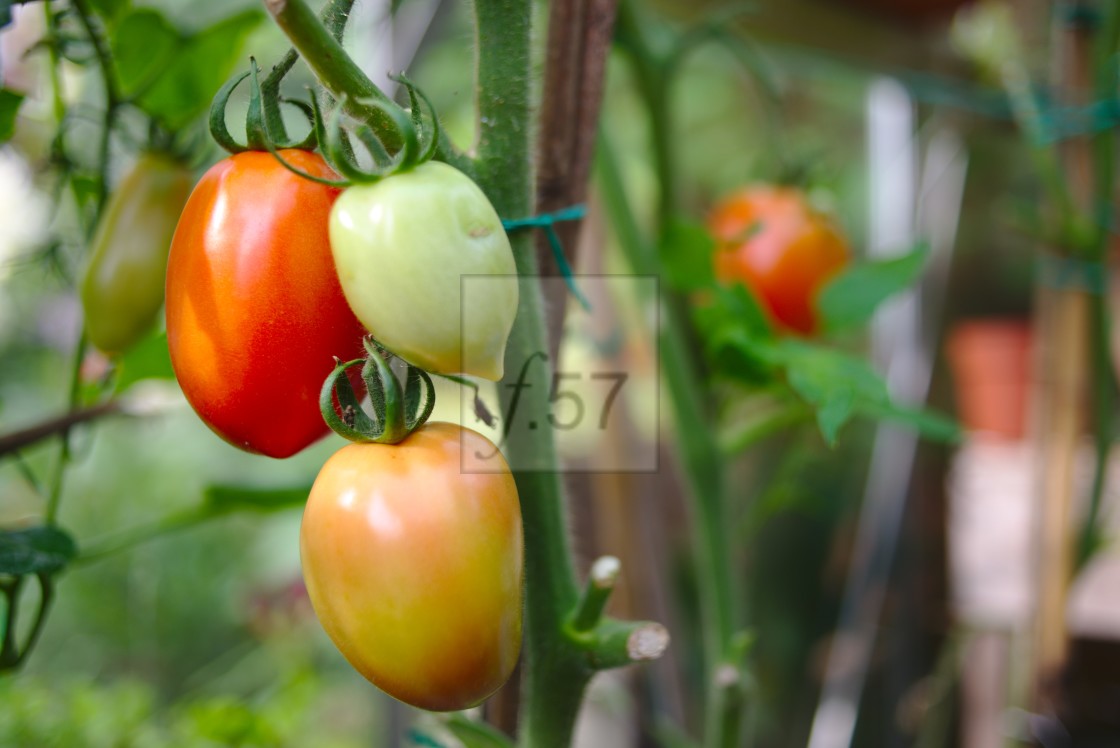 "Super Mama tomatoes ripening on the vine" stock image