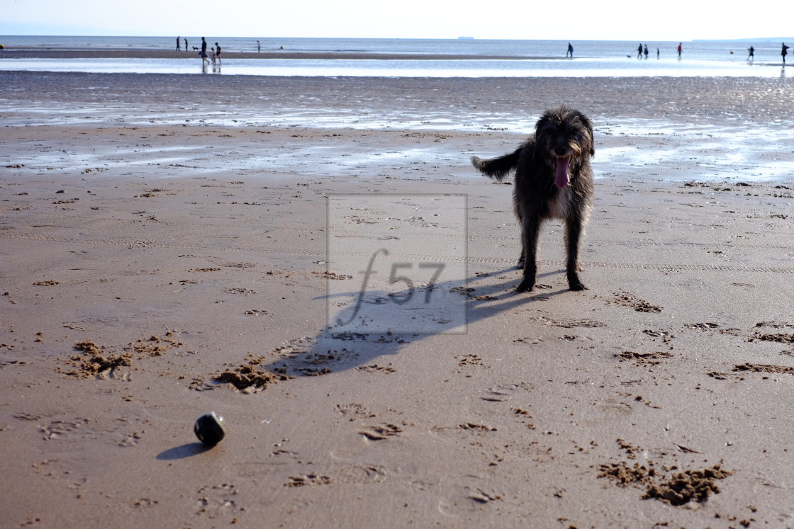 "A dog and her ball" stock image