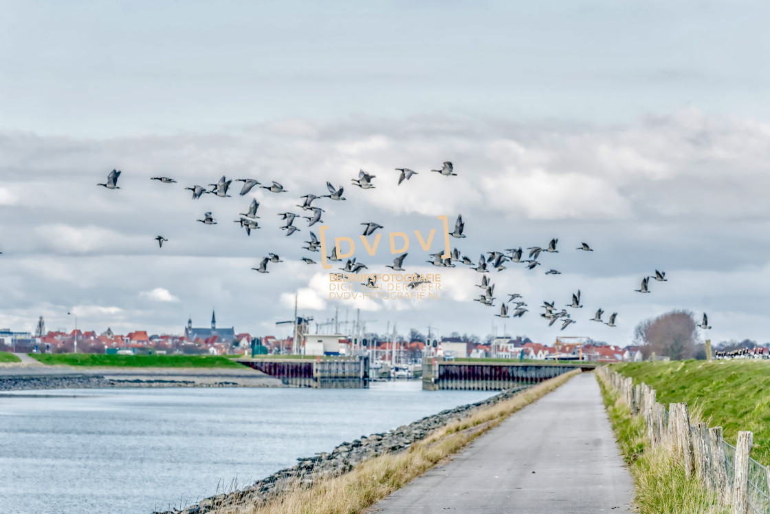 "100029 Canadese ganzen in vlucht" stock image