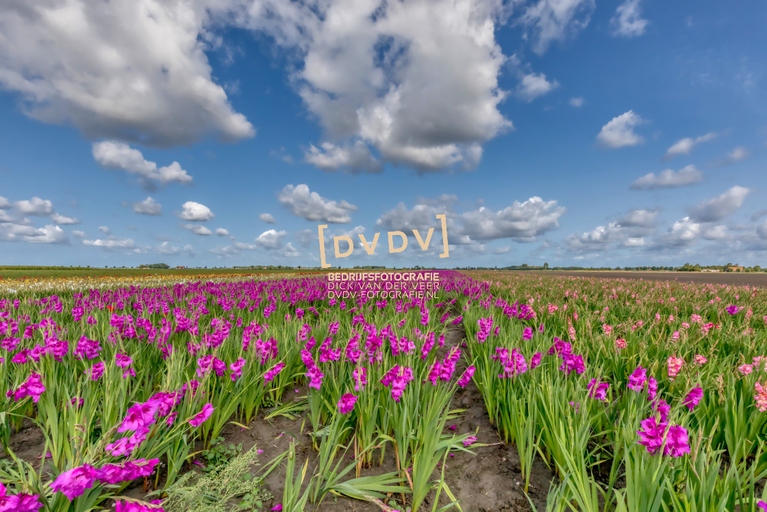 "100164 Paarse tulpen" stock image