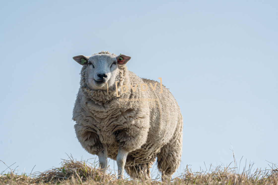 "Schaap 107186" stock image