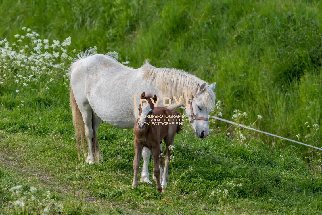 "Paarden 107237" stock image