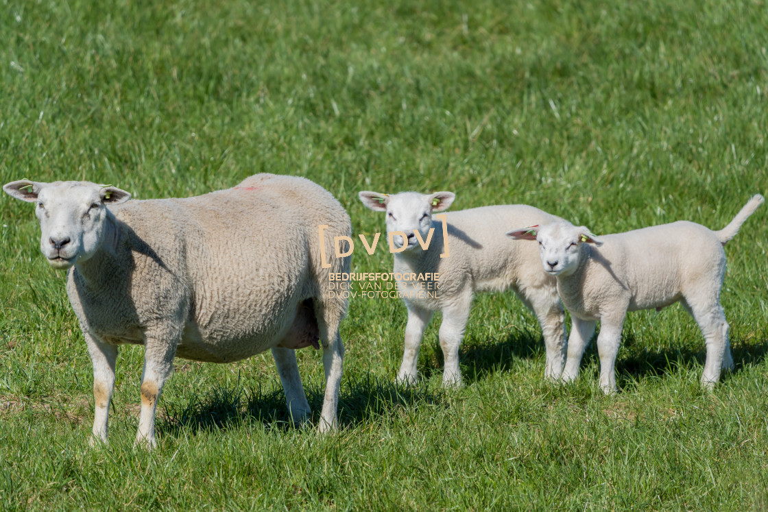 "Schapen 107235" stock image