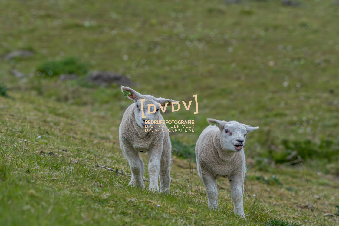 "Schapen 107253" stock image