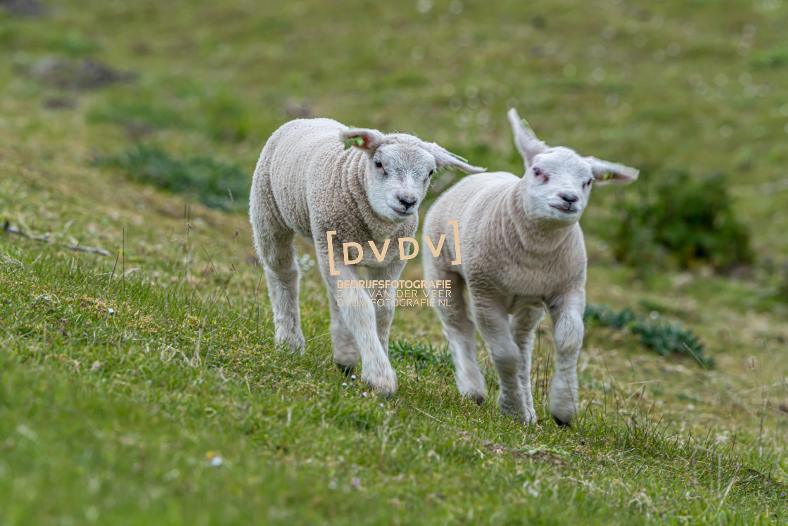 "Schapen 107254" stock image