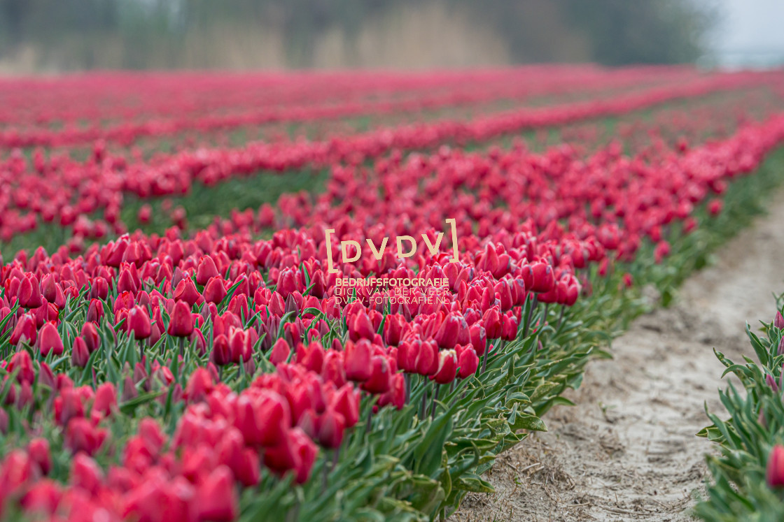 "Tulpen 107300" stock image