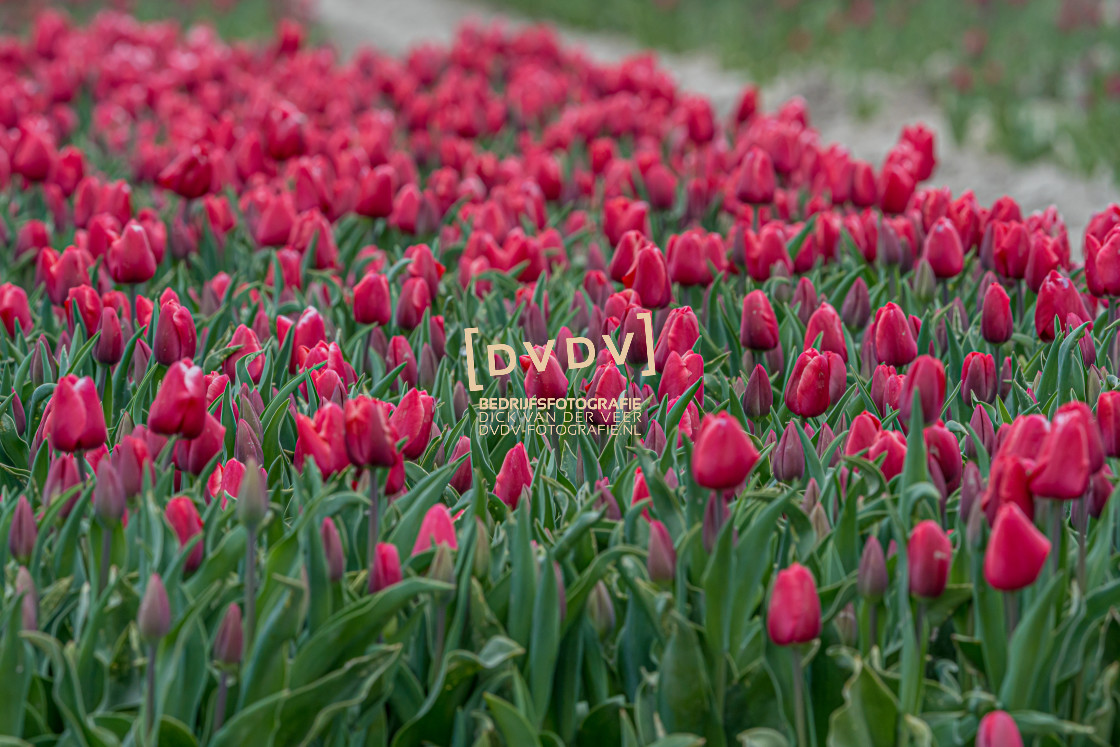 "Tulpen 107298" stock image