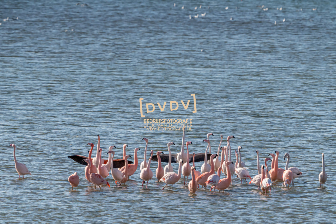 "Flamingo's 108722" stock image